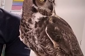 Chewonki continues to impress with owl presentation!